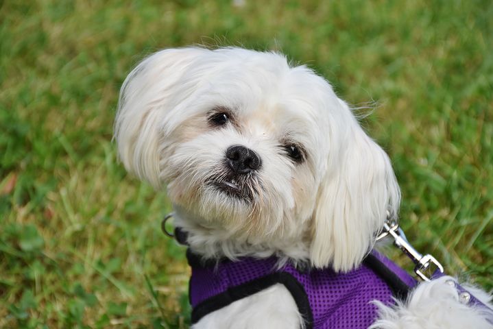 Quels accessoires acheter pour le chien que l'on vient d'adopter ?